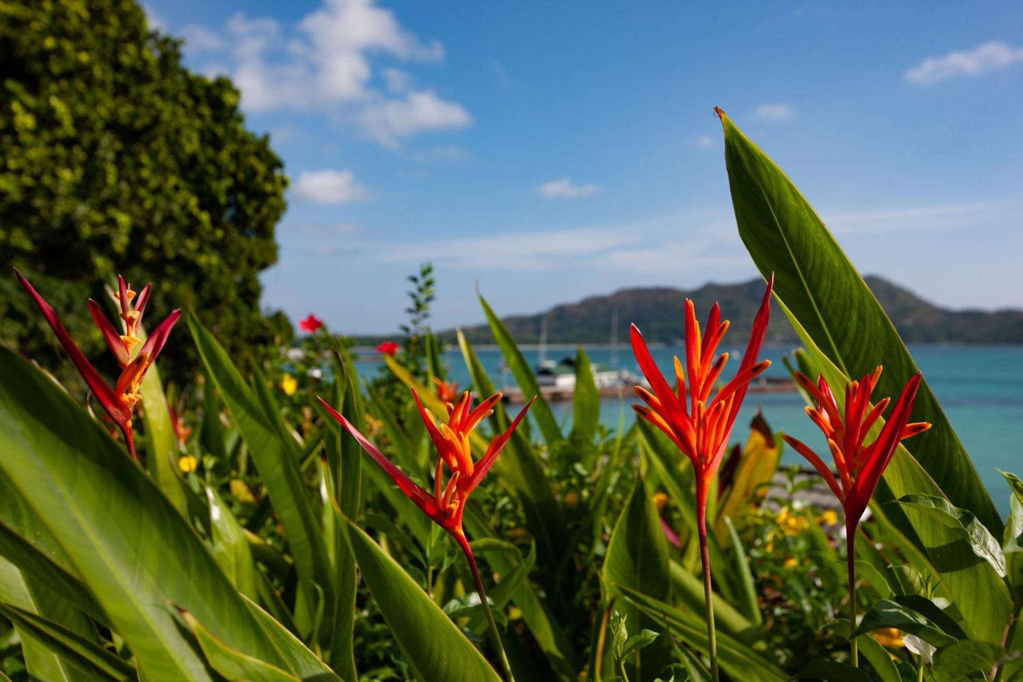 Colibri Hotel Baie Sainte Anne Exterior foto